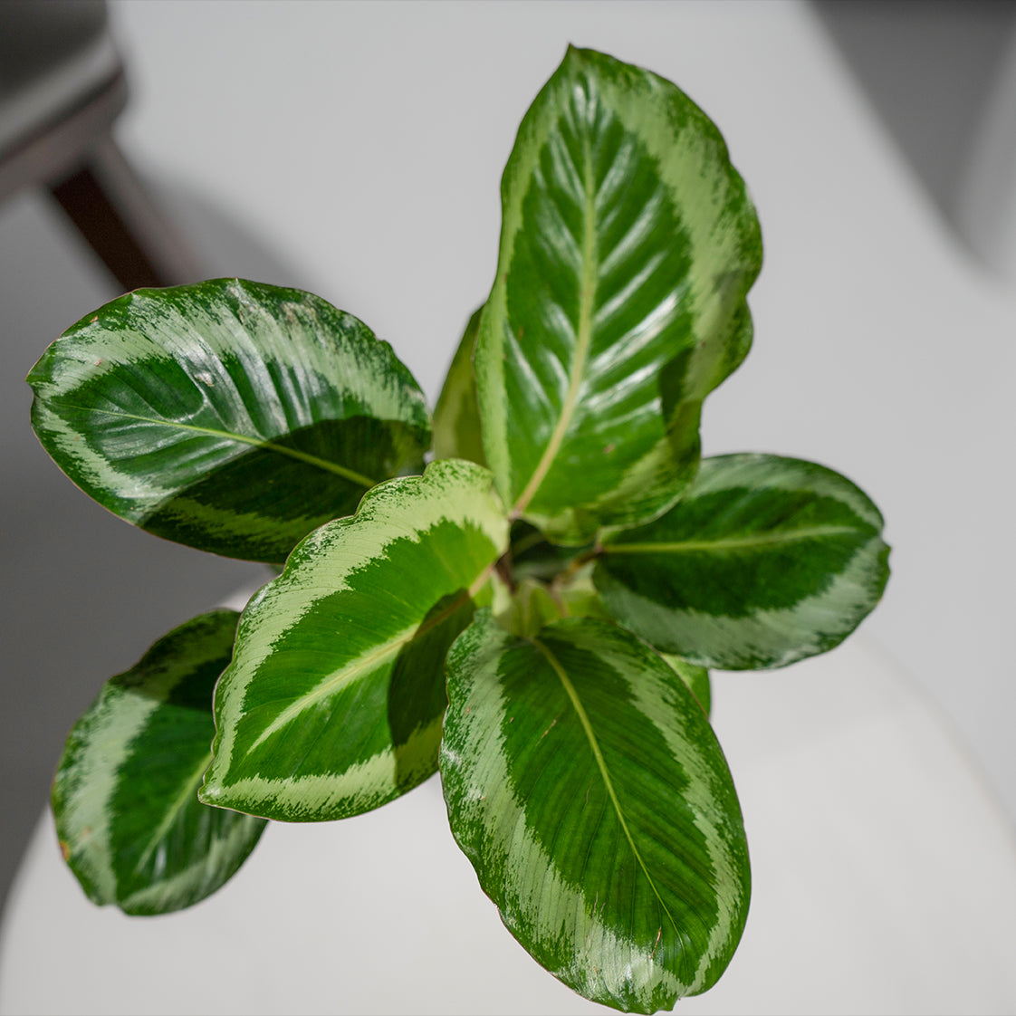 Calathea JF Macbr Plant