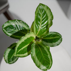 Calathea JF Macbr Plant