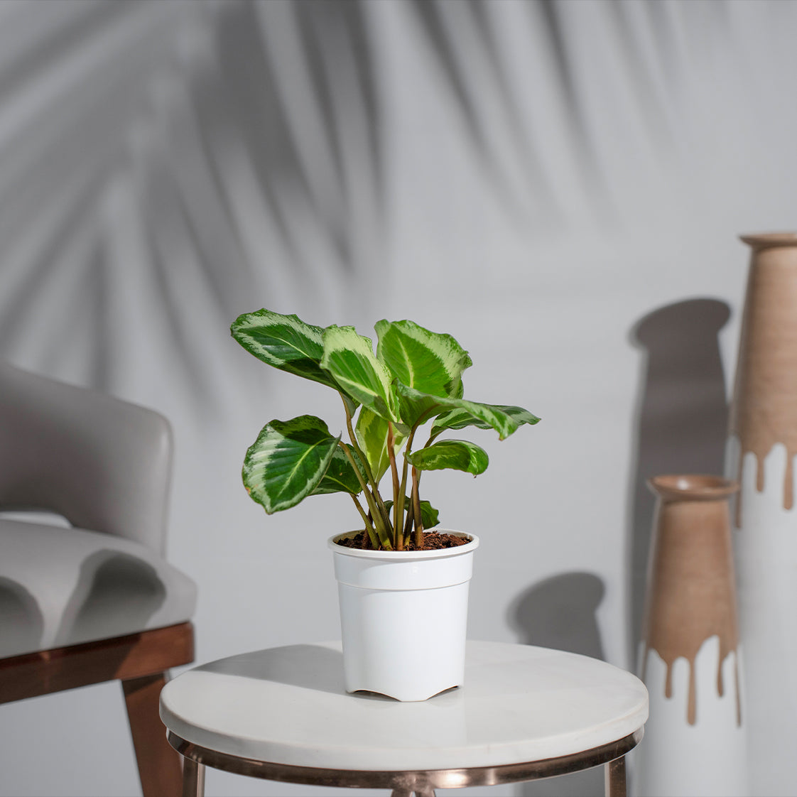 Calathea JF Macbr Plant