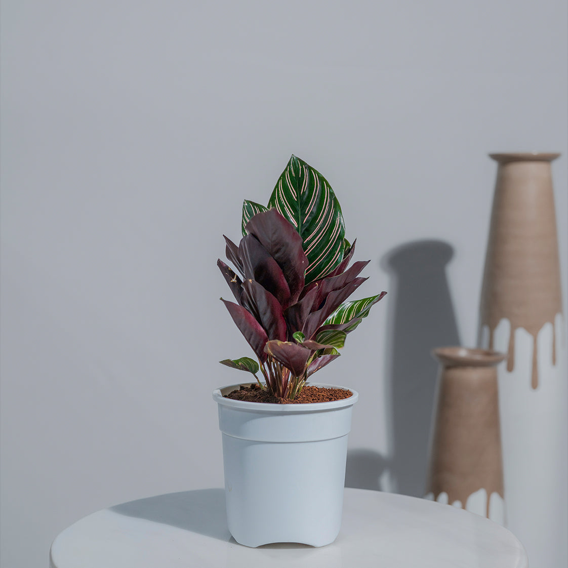 Calathea Makoyana plant