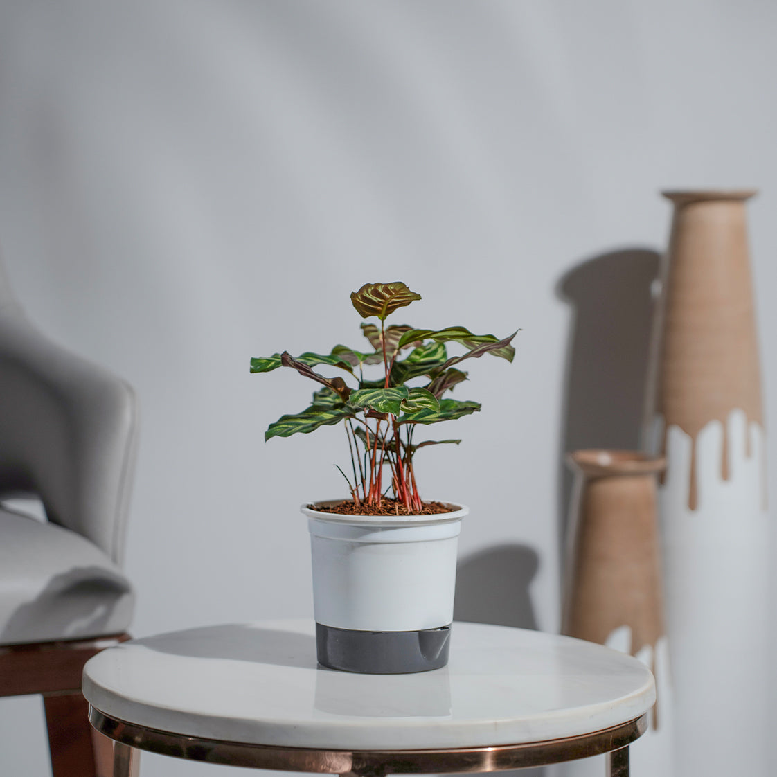 Calathea Makoyana plant