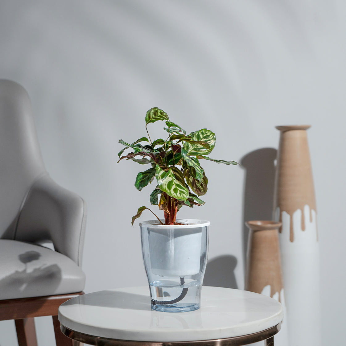 Calathea Makoyana plant