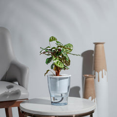 Calathea Makoyana plant