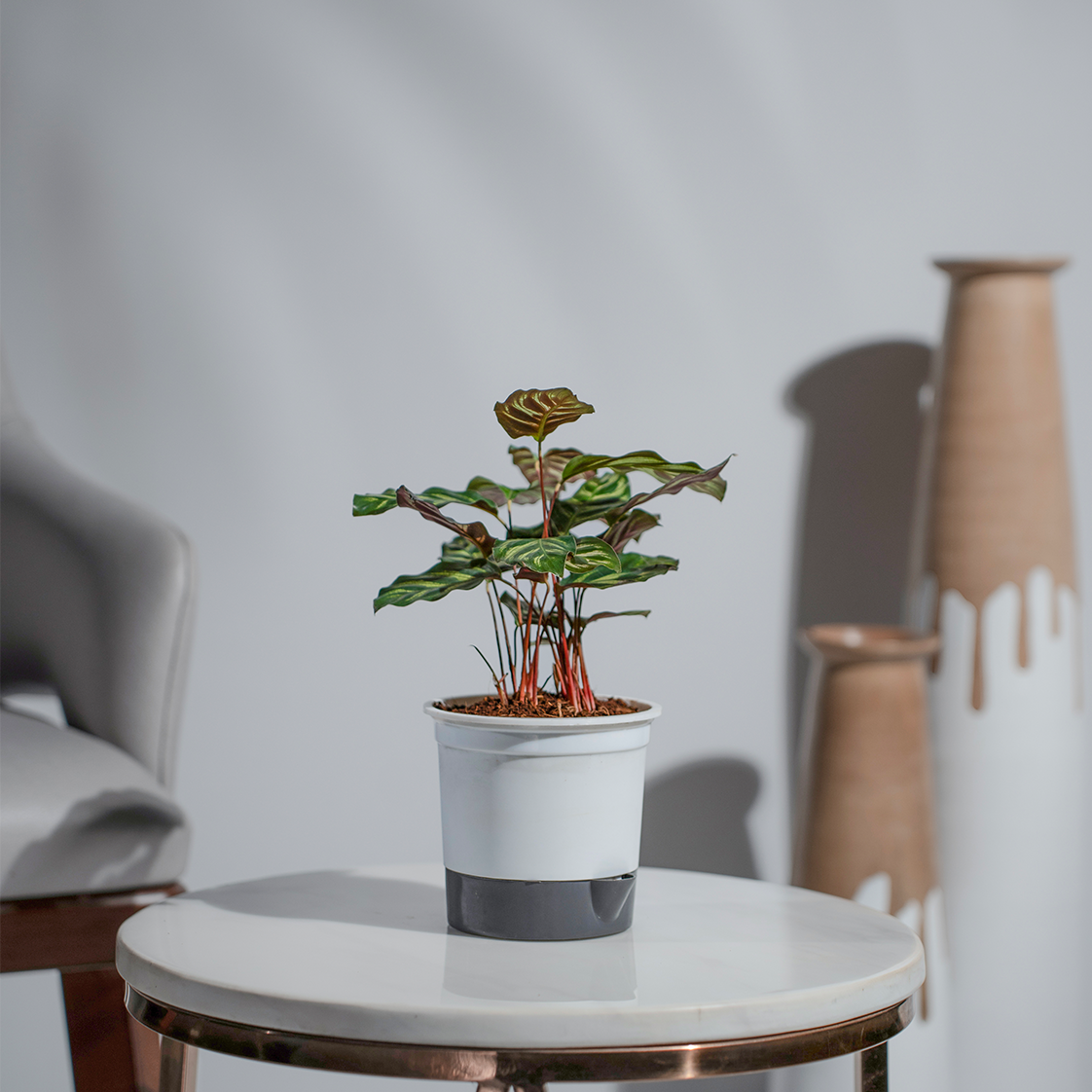 Calathea Makoyana