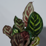 Calathea Makoyana