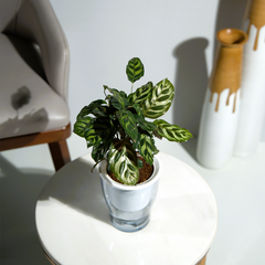 Calathea Makoyana