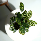 Calathea Makoyana