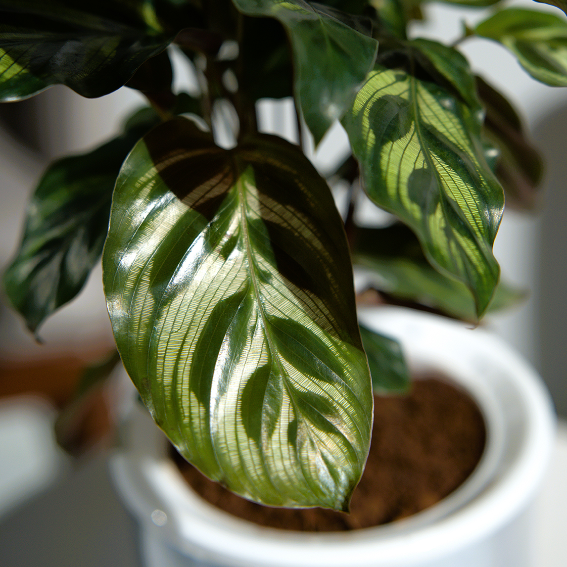 Calathea Makoyana