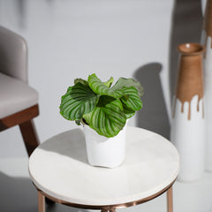 Calathea Orbifolia
