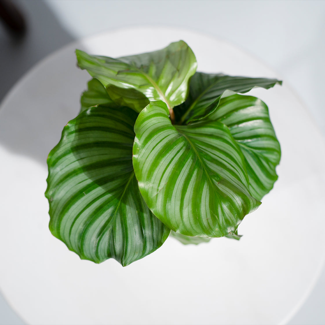 Calathea Orbifolia