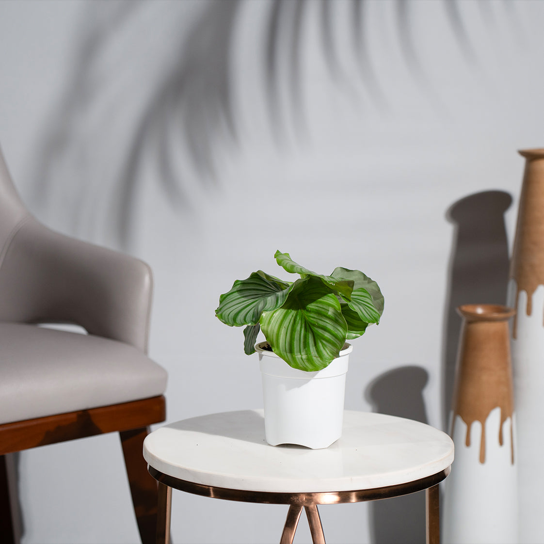 Calathea Orbifolia