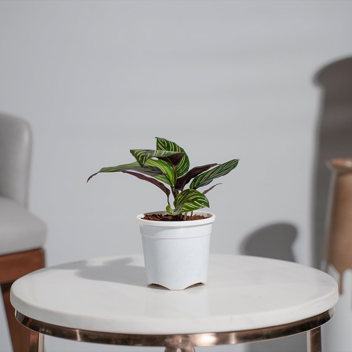 Calathea Pinstripe Ornata