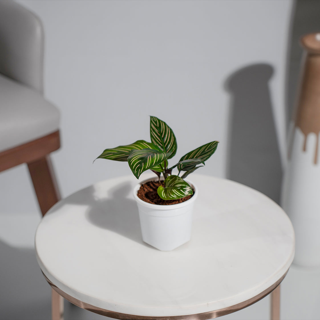 Calathea Pinstripe Ornata