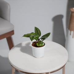 Calathea Pinstripe Ornata