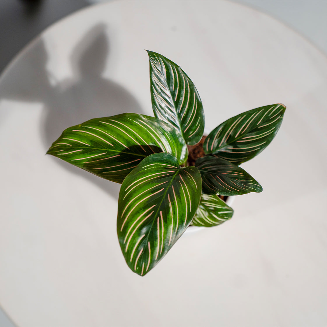 Calathea Pinstripe Ornata