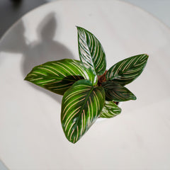 Calathea Pinstripe Ornata