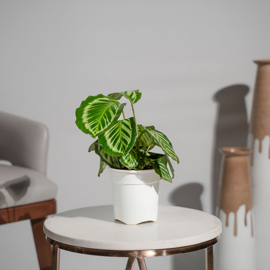 Calathea Roseopicta Cora