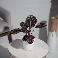 Calathea Roseopicta Dottie