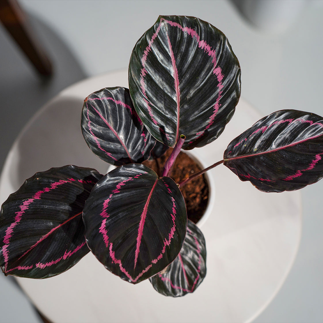 Calathea Roseopicta Dottie
