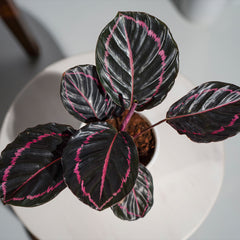 Calathea Roseopicta Dottie