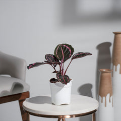 Calathea Roseopicta Dottie