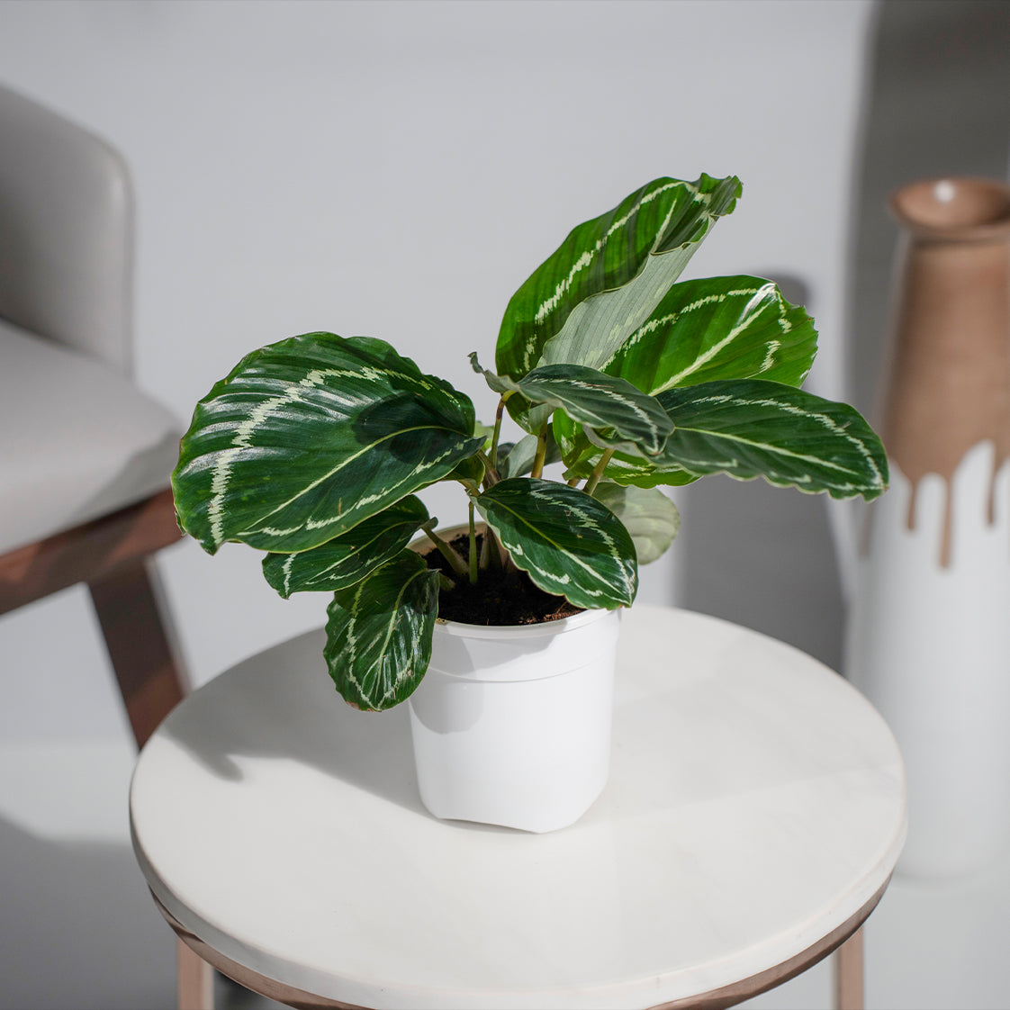 Calathea Roseopicta 'Green Goddess'