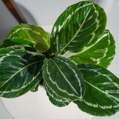 Calathea Roseopicta 'Green Goddess'