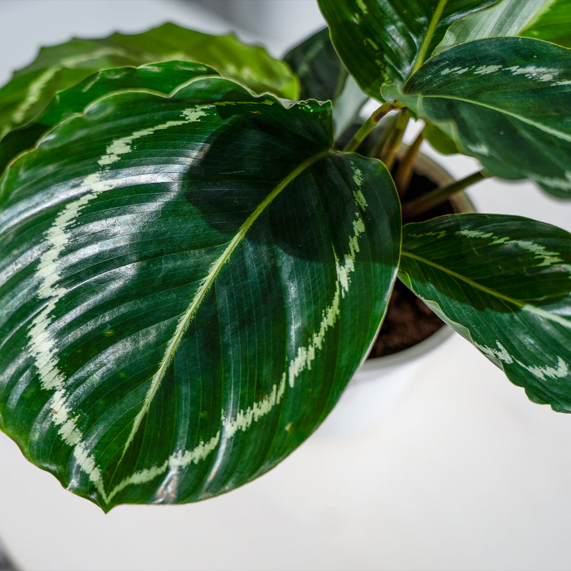 Calathea Roseopicta 'Green Goddess'