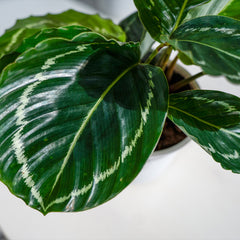 Calathea Roseopicta 'Green Goddess'
