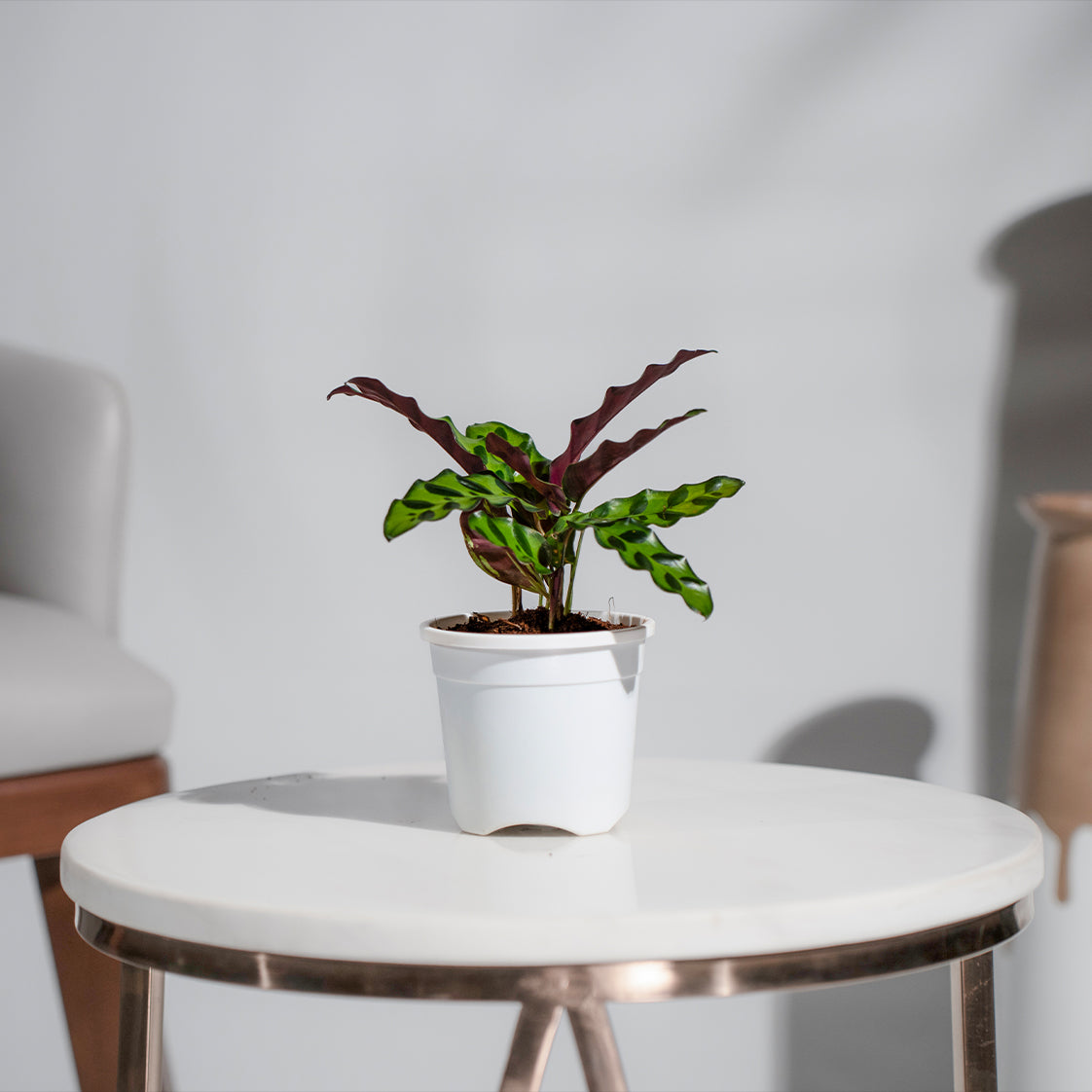 Calathea Insignis