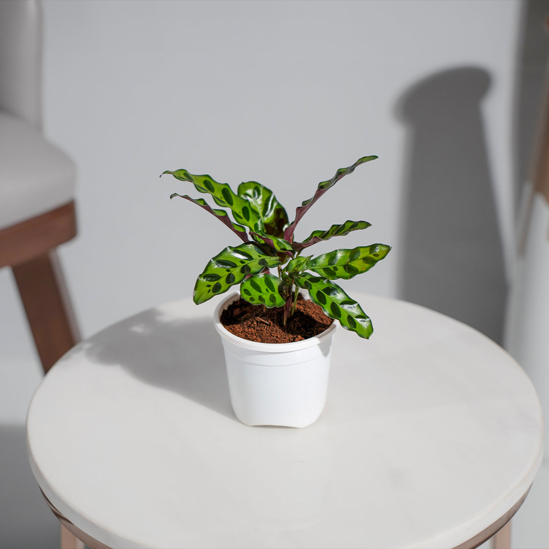 Calathea Insignis