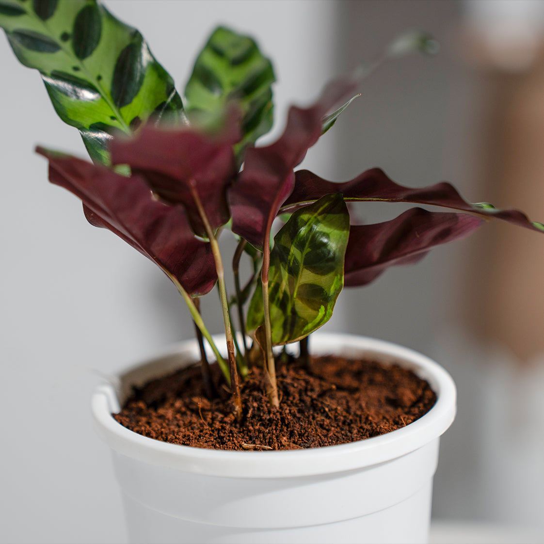 Calathea Insignis