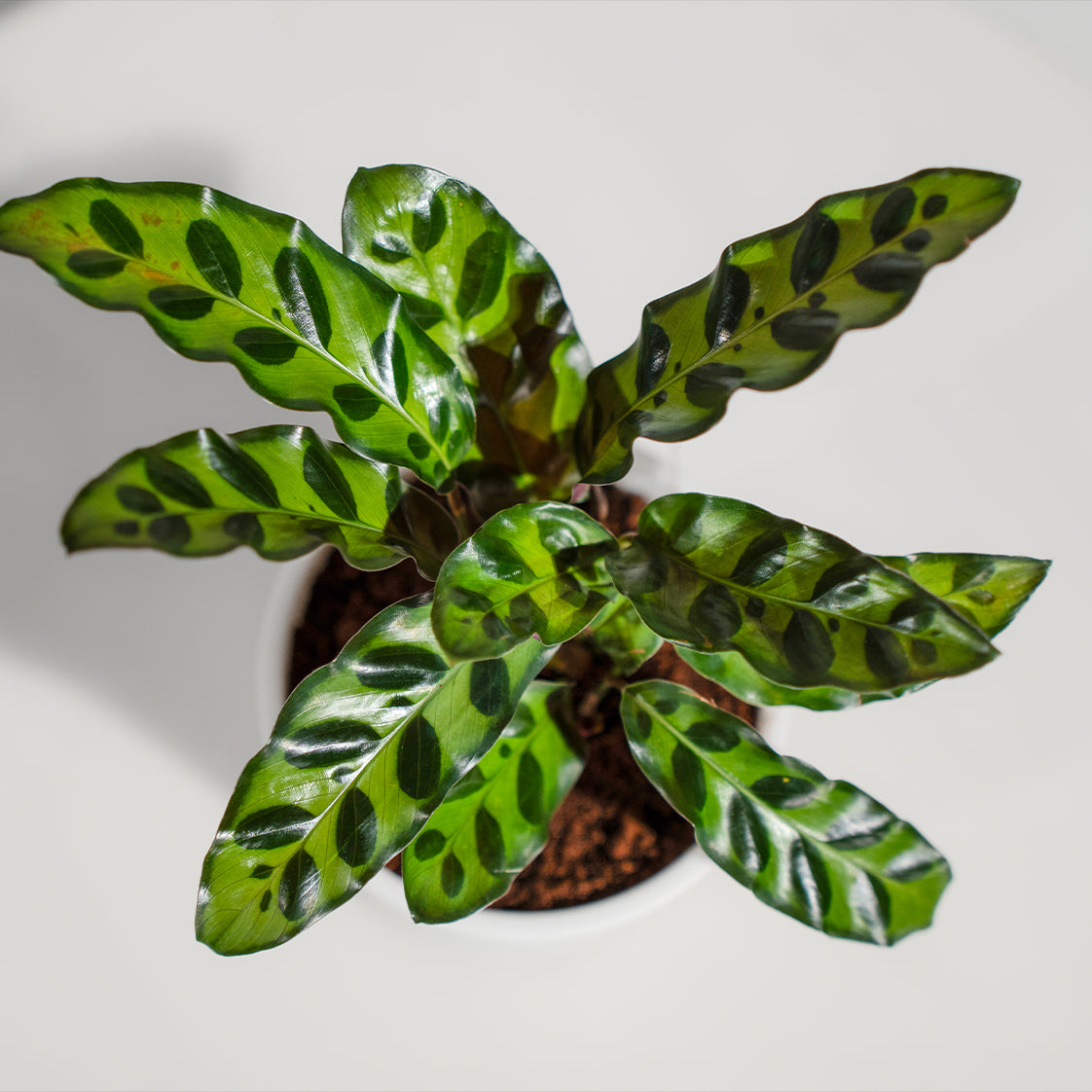 Calathea Insignis