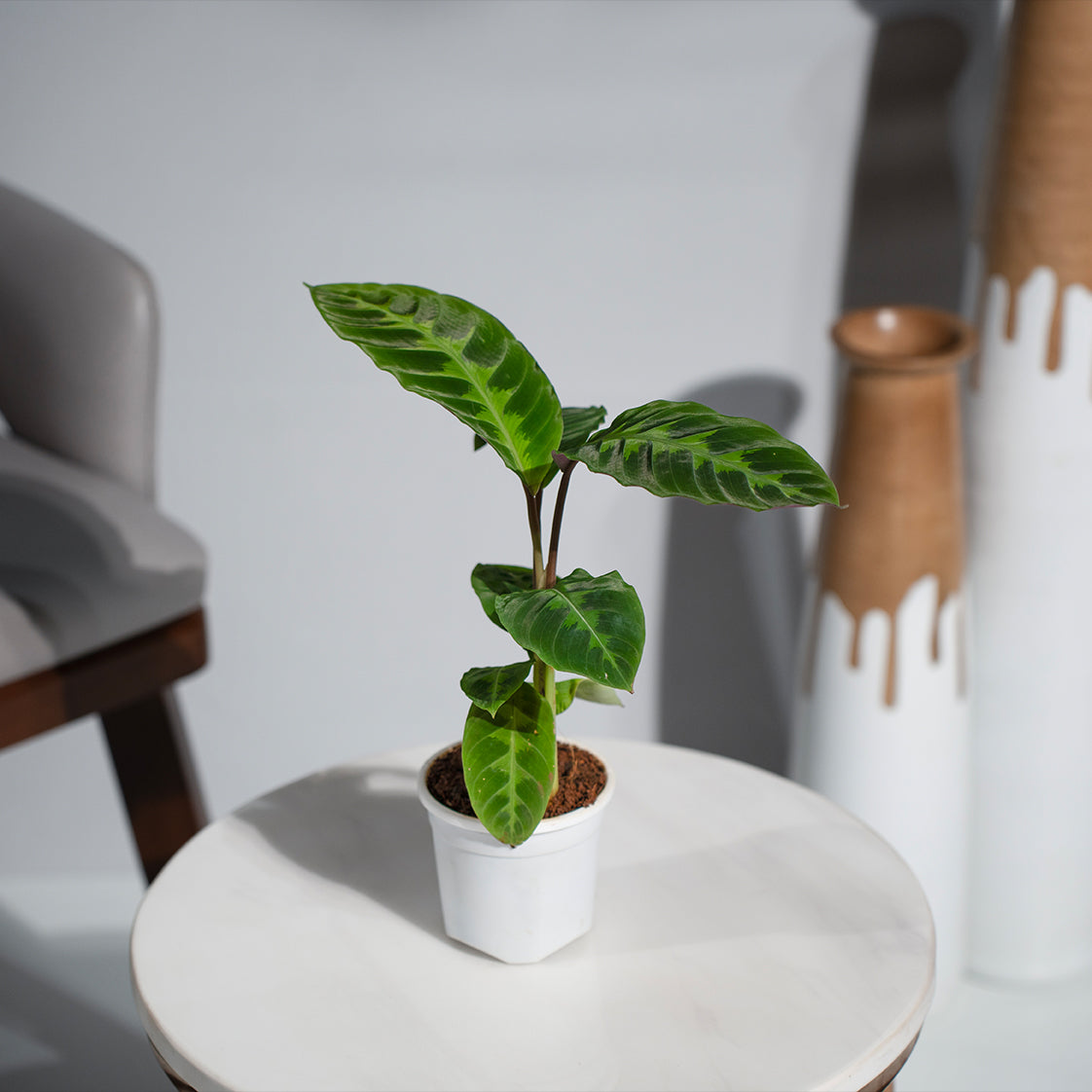 Calathea Warscewiczii