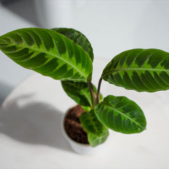 Calathea Warscewiczii