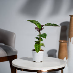 Calathea Warscewiczii