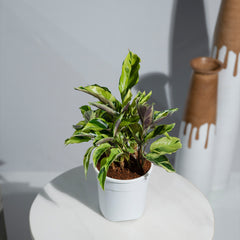 Calathea Rare Yellow Fusion