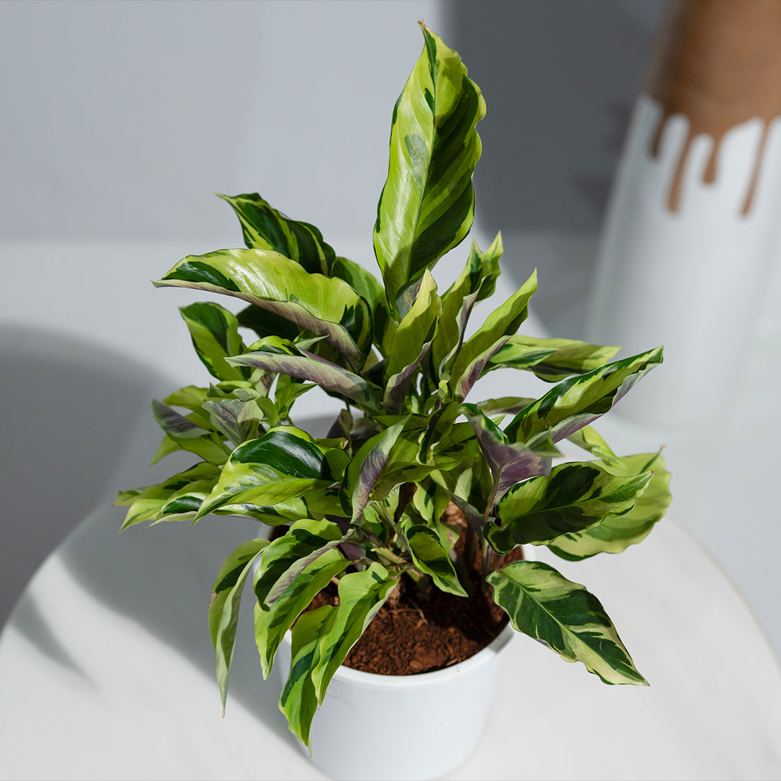 Calathea Rare Yellow Fusion