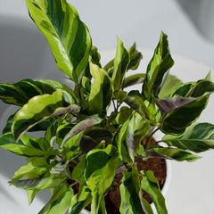 Calathea Rare Yellow Fusion