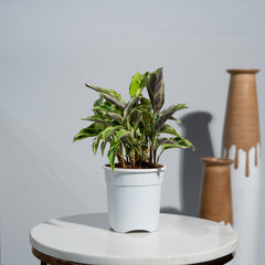 Calathea Rare Yellow Fusion