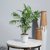 Chamaedorea Palm