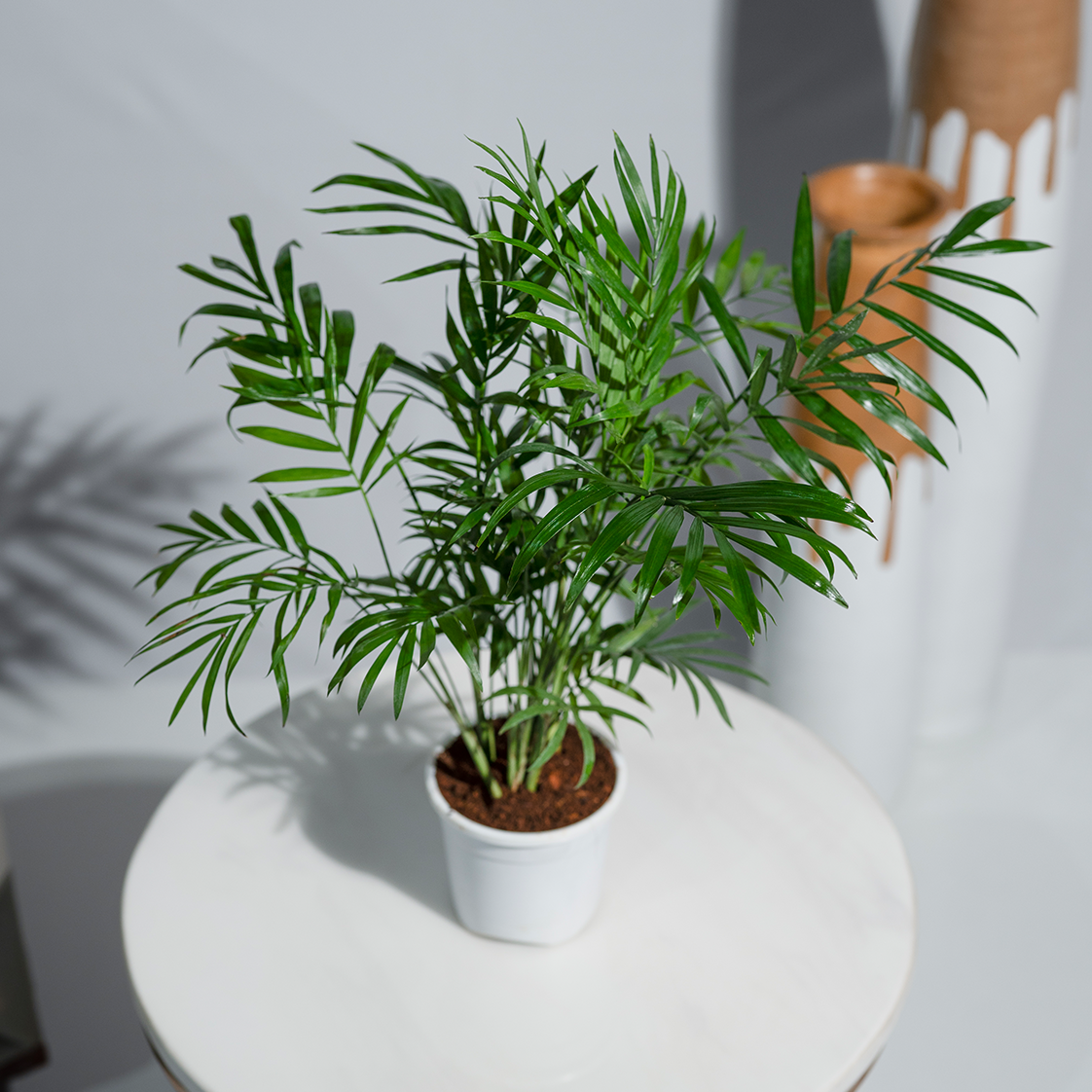 Chamaedorea Palm