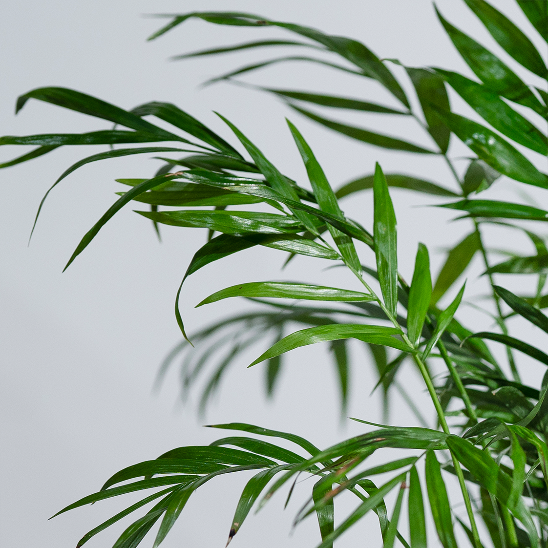 Chamaedorea Palm