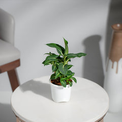 Dieffenbachia Green Magic