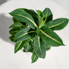 Dieffenbachia Green Magic