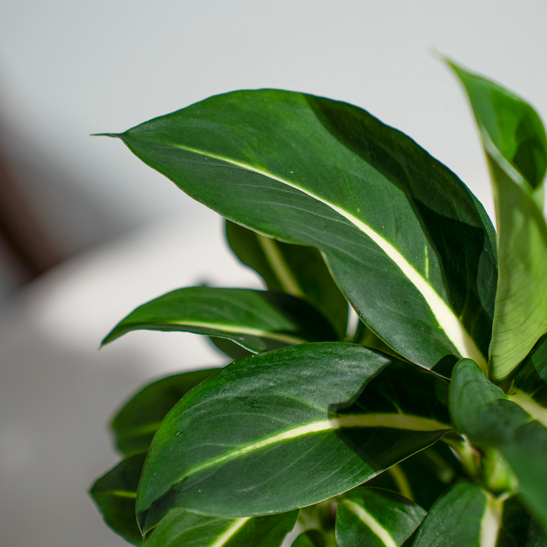 Dieffenbachia Green Magic