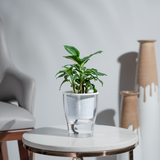 Dieffenbachia Green Magic