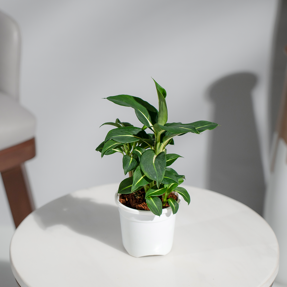 dieffenbachia green magic Dieffenbachia Green Magic – urviplants