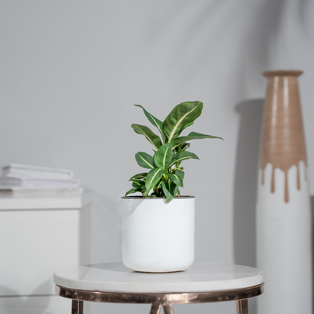 dieffenbachia green magic care Dieffenbachia Green Magic – urviplants