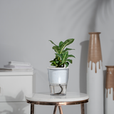 Dieffenbachia Green Magic